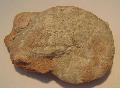 Jura ammonitesz (Calliphilloceras), Lh: Bakonycsernye, Mret:63mmx49mm, (4)