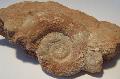 Jura ammonitesz (Lytoceras) Lh:Bakonycsernye. Mret 54mmX46mm.  ?(6)