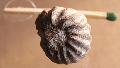 Kora krta ammonitesz (Salaziceras salazacense?) Lh: Pnzesgyr (7)