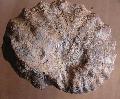 Kora krta ammonitesz (Stoliczkaia notha?) Lh:Pnzesgyr (11)