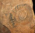 Mangn dendrites ammonitesz lenyomat Lh: rkt mangnrc bnya 2011.