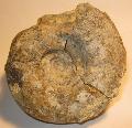 Krta kor ammonitesz ( Puzosia mayoriana ) Lh: Pnzesgyr, 2011. 05.(35)