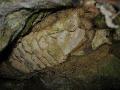 Mammuthus primigenius fog mszkben alul nzetbl (13)