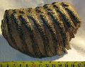 Mammuthus meridionalis fog mammoth tooth Lh: Kavicsbnya Gy: 2013. (88)