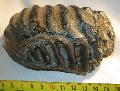 Mammuthus meridionalis fog mammoth tooth Lh: Kavicsbnya Gy: 2013. (88)