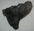 Mammuthus meridionalis Mamut fog Mammoth tooth Lh: kavicsbnya Gy: 2014. janur. (134)