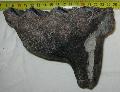 Mammuthus meridionalis Mamut fog Mammoth tooth Lh: kavicsbnya Gy: 2014. janur. (134)