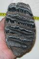 Mammuthus meridionalis Mamut fog Mammoth tooth Lh: kavicsbnya Gy: 2014. janur. (134)