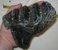 Mammuthus sp. Mamut fog Mammoth tooth Lh: kavicsbnya Gy: 2014. janur. (134)