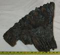 Mammuthus sp. Mamut fog Mammoth tooth Lh: kavicsbnya Gy: 2014. janur. (136)