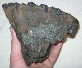 Mammuthus sp. Mamut fog Mammoth tooth Lh: kavicsbnya Gy: 2014. janur. (136)