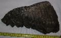 Mammuthus primigenius fog mammoth tooth Lh: kavicsbnya Gy: 2014. prilis (208)