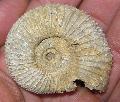 Perisphinctes sp. Jura kor (160 milli ves) ammonites Lh: Poitiers Franciaorszg (9)