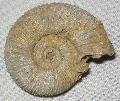 Perisphinctes sp. Jura kor (160 milli ves) ammonites Lh: Poitiers Franciaorszg (9)