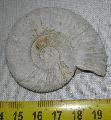 Perisphinctes sp. Jura kor (160 milli ves) ammonites Lh: Poitiers Franciaorszg (11)