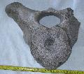 Mammuthus sp. csigolya (vertebra) Lh: Kavicsbnya Gy: 2014. augusztus (441)