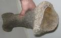 mammuthus sp. Tibia csont Lh: Kavicsbnya Gy: 2015. mrcius (612)