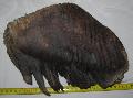 Mammuthus primigenius fog Lh: Kavicsbnya Gy: 2015. jnius (703)