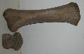 Mammuthus primigenius tibia csont Lh: Kavicsbnya Gy: 2015. december (969)