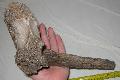 Mammuthus sp. csigolya vertebra Lh: Kavicsbnya Gy: 2015. december (990)