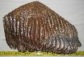 Mammuthus primigenius fels fog Lh: Kavicsbnya Gy: 2015. (1022)