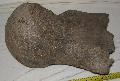 Mammuthus meridionalis femur tredk (8,8 Kg) Lh: Kavicsbnya Gy: 2015. december (1087)