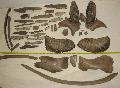 Elephas ( Palaeoloxodon ) antiquus 2 db 39-40 cm es als fog + 2 db 9,5 kg -os fels fog hozz ragasztott koponyadarabokkal + 23 db 9-41,5 cm-es agyar tredk Lh: Kavicsbnya Gy: 2016. janur  (1100)