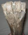 Bison metatarsus csont Lh: Kavicsbnya Gy: 2016. februr (1161)