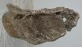 Mammuthus sp. vertebra (glued) Lh: Kavicsbnya Gy: 2016. prilis (1306)