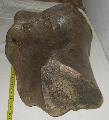 Hatalmas Mammuthus meridionalis humerus felkarcsont (30,5kg) Lh: Kavicsbnya Gy: 2016. prilis (1338)