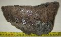 Mammuthus meridionalis fog Lh: Kavicsbnya Gy: 2016. jnius (1588)